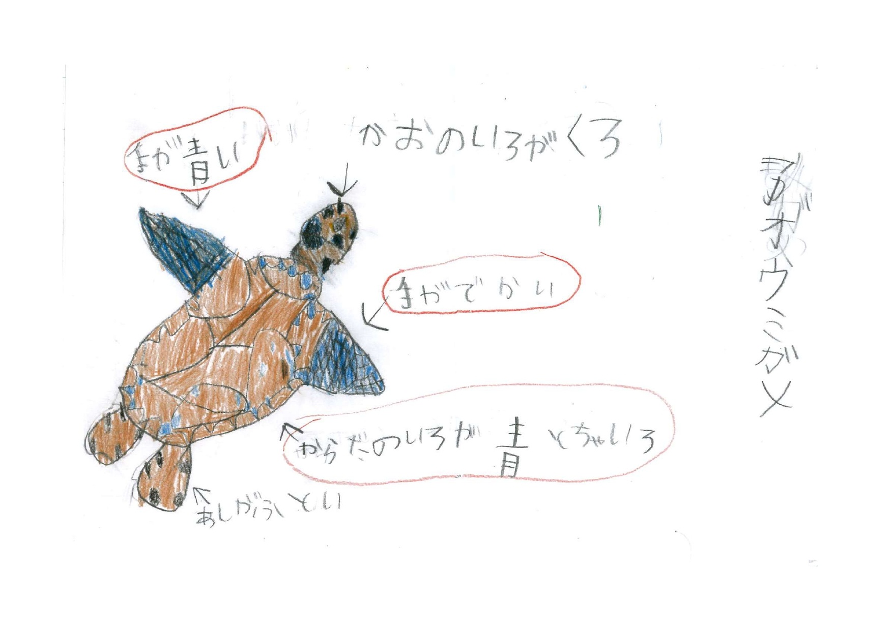 アオウミガメ