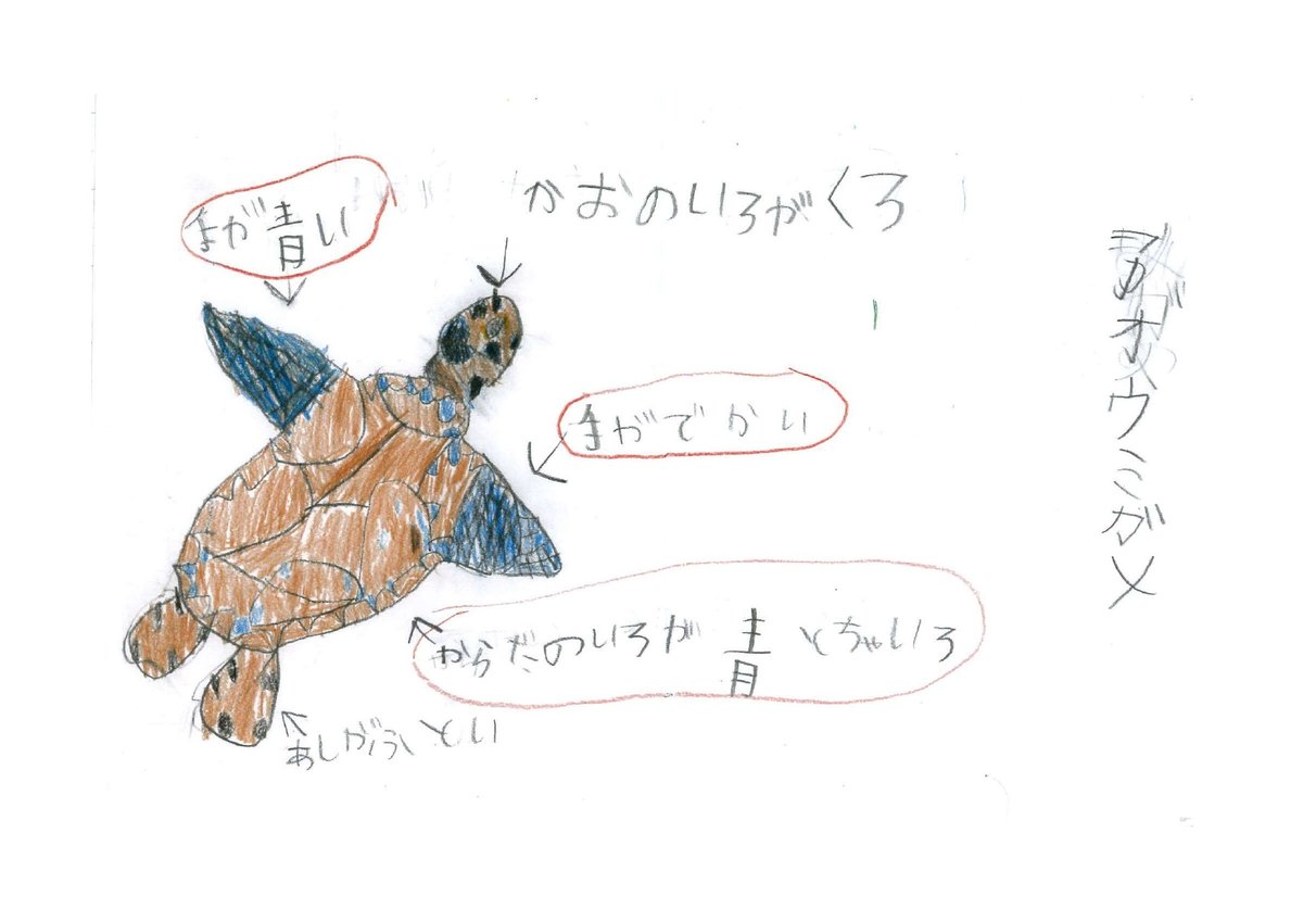 アオウミガメ